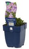 Griffioen - Campanula portenschlagiana