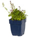 Griffioen - Campanula posch. 'Lisduggan Variety'