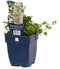Griffioen - Campanula posch. 'Lisduggan Variety'