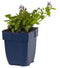 Griffioen - Campanula posch. 'Stella'