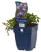 Griffioen - Campanula posch. 'Stella'