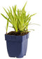 Griffioen - Carex morrowii 'Goldband'