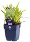 Griffioen - Carex morrowii 'Goldband'