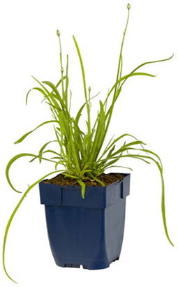 Griffioen - Catananche caerulea