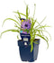 Griffioen - Catananche caerulea