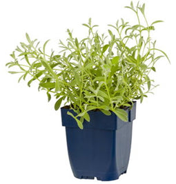 Griffioen - Cerastium biebersteinii