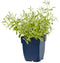 Griffioen - Cerastium biebersteinii