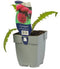 Griffioen - Cirsium riv. 'Atropurpureum'