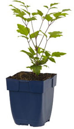 Griffioen - Clematis jouin. 'Praecox'