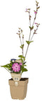 Griffioen - Dagkoekoeksbloem