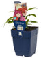 Griffioen - Dianthus barbatus