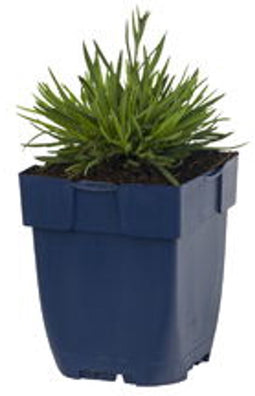 Griffioen - Dianthus grat. 'Dinetta Lilac'
