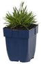 Griffioen - Dianthus grat. 'Dinetta Lilac'