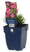 Griffioen - Dianthus grat. 'Dinetta Lilac'