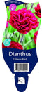 Griffioen - Dianthus 'Odessa Red'