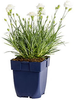 Griffioen - Dianthus (PL) 'Arctic Star'