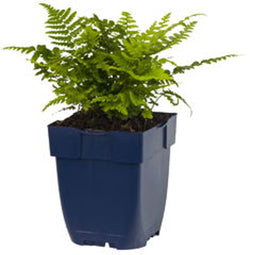 Griffioen - Dryopteris affinis