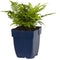 Griffioen - Dryopteris affinis
