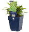 Griffioen - Dryopteris affinis