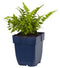 Griffioen - Dryopteris filix-mas