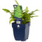 Griffioen - Dryopteris filix-mas