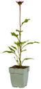 Griffioen - Echinacea Sombrero Salsa Red