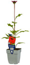 Griffioen - Echinacea Sombrero Salsa Red