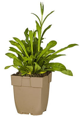 Griffioen - Echte koekoeksbloem