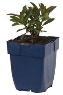 Griffioen - Euphorbia amygd. 'Purpurea'