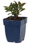 Griffioen - Euphorbia amygd. 'Purpurea'