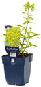 Griffioen - Euphorbia 'Ascot Rainbow'