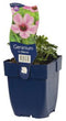 Griffioen - Geranium cin. 'Ballerina'