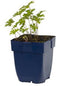 Griffioen - Geranium himalayense 'Baby Blue'