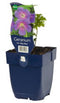 Griffioen - Geranium himalayense 'Baby Blue'
