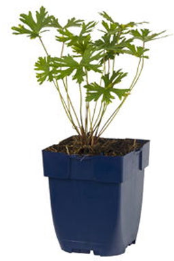Griffioen - Geranium 'Johnson's Blue'