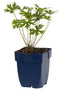Griffioen - Geranium 'Johnson's Blue'