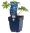 Griffioen - Geranium 'Johnson's Blue'