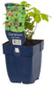 Griffioen - Geranium macr. 'Czakor'
