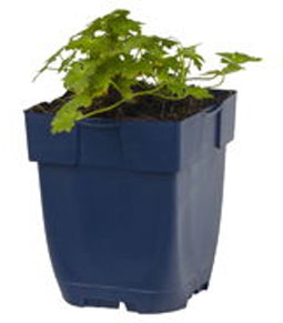 Griffioen - Geranium macr. 'Spessart'