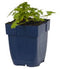 Griffioen - Geranium macr. 'Spessart'