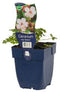 Griffioen - Geranium macr. 'Spessart'