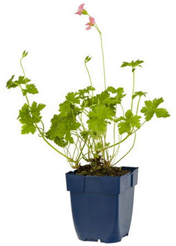 Griffioen - Geranium 'Orkney Pink'