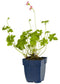 Griffioen - Geranium 'Orkney Pink'