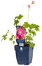 Griffioen - Geranium 'Orkney Pink'