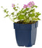 Griffioen - Geranium river. 'Mavis Simpson'