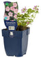 Griffioen - Geranium river. 'Mavis Simpson'