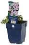 Griffioen - Geranium sang. striatum