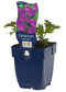 Griffioen - Geranium sang. 'Tiny Monster'