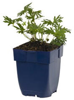 Griffioen - Geranium sanguineum