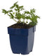 Griffioen - Geranium sanguineum